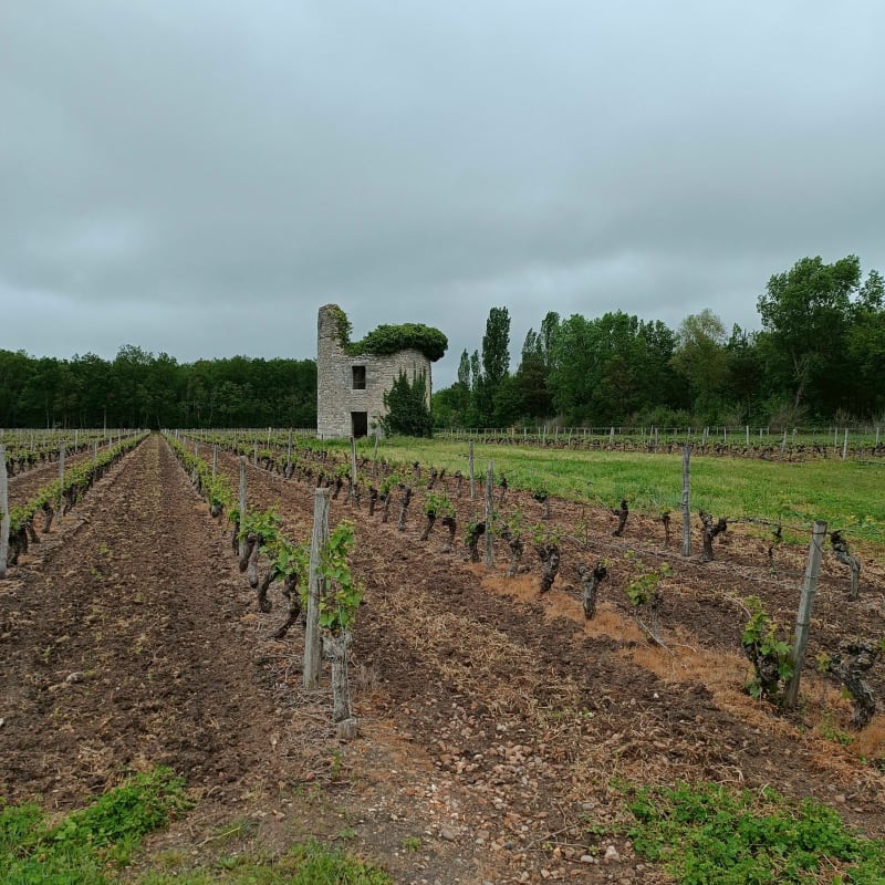 Belle balade dans les vignes à Huisseau-sur-Cosson - Huisseau-sur-Cosson