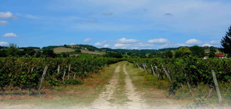Belle découverte des vignobles Gaillacois - Brens