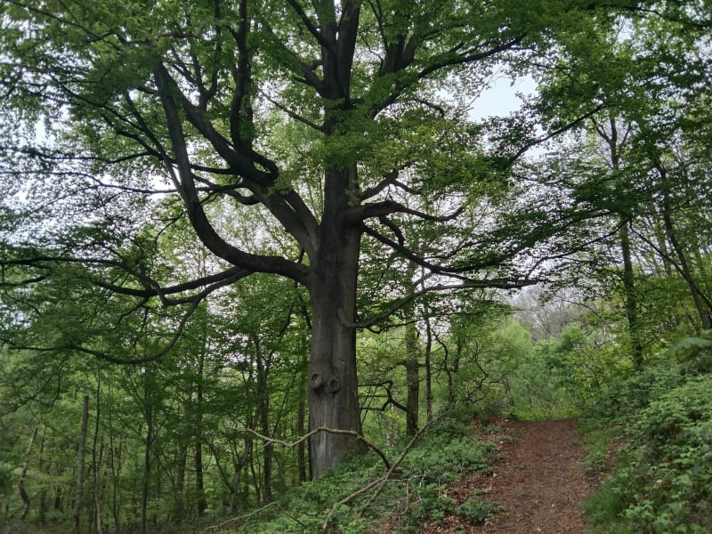 Chemin des bruyères, Bois des Dames - Bruay-la-Buissière