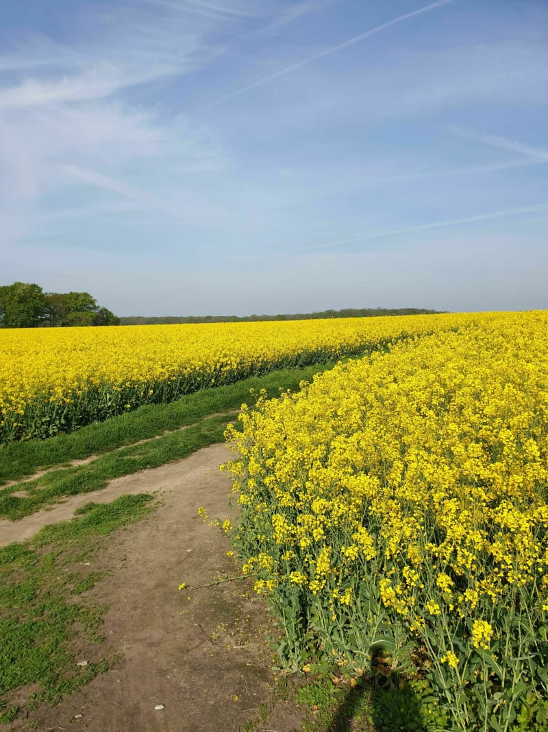 Bois des Eboulures et de Boissy - Franconville