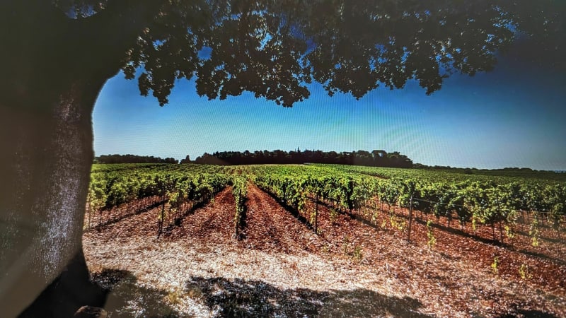 Les grès de Montpellier, au milieu des vignes - Lavérune