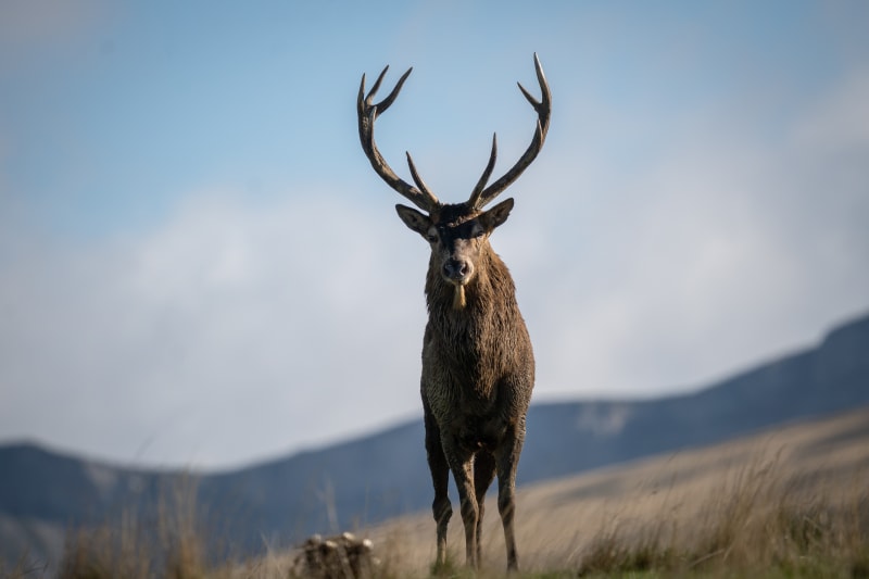 Boucle des Cerfs au Plateau d'Ambel - Omblèze