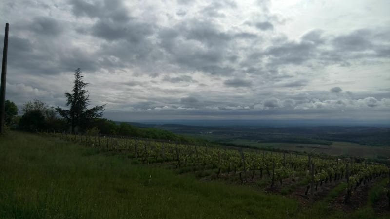 Boucle entre les vignes et les bois au-dessus d'Azé - Fleurville