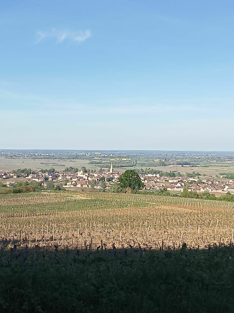 De Meursault à Blagny - Meursault