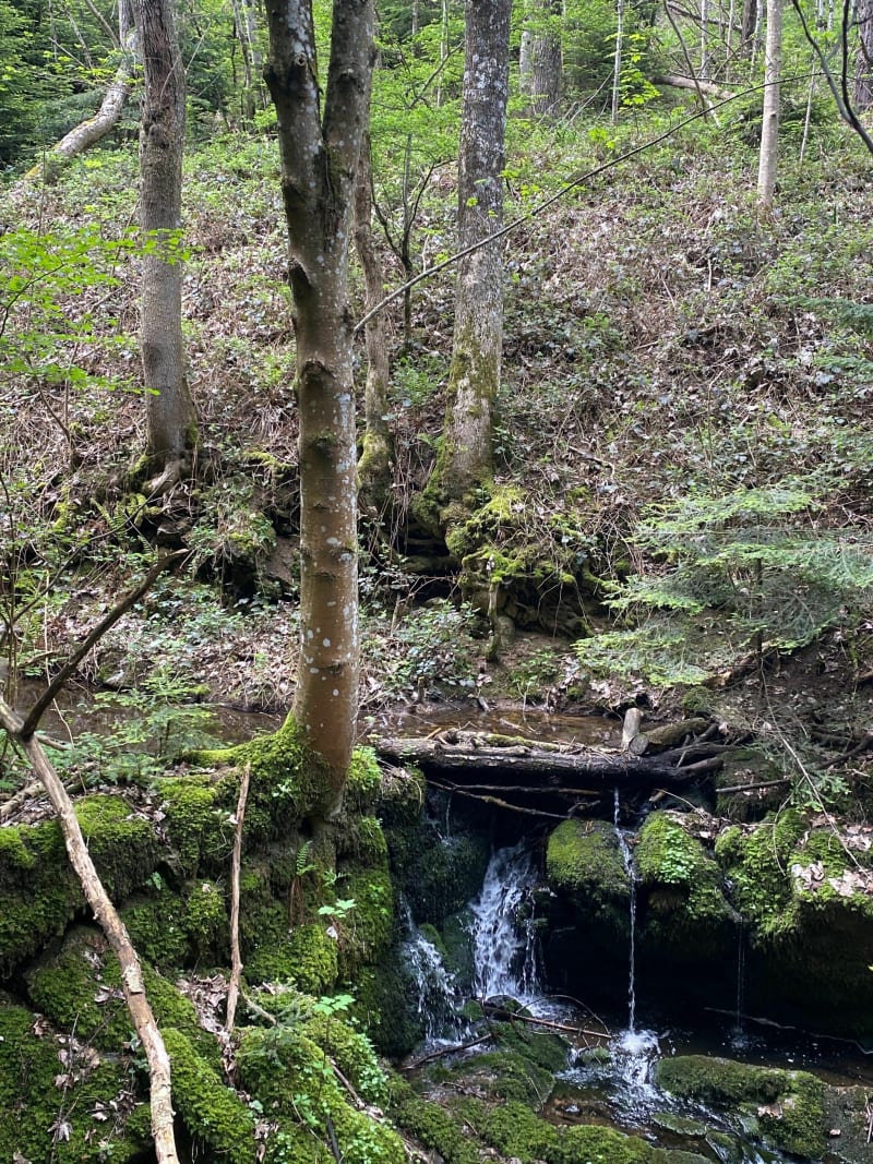 Sentier Botanique de la Vallée de la Pinsole - Vanosc
