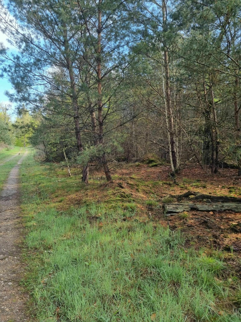 Dans la forêt de Haguenau par Sandlach - Haguenau