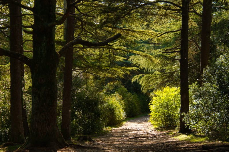 Tweewieleruitje in het Cederbos in Bonnieux - Bonnieux