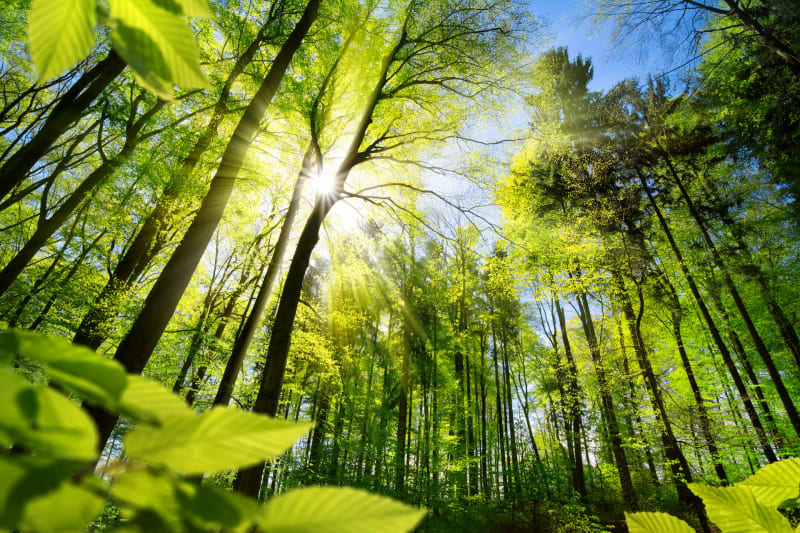 Balade dans les Bois de St-Quentin avec les enfant à vélo - Fouquenies