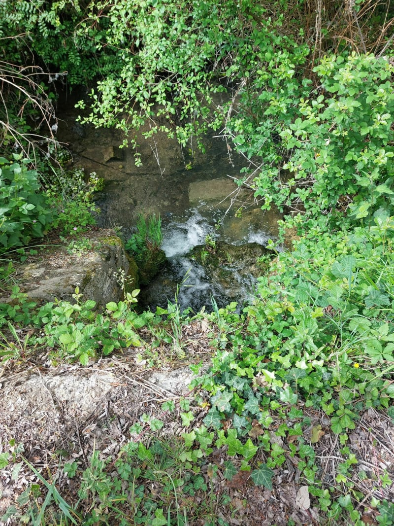 Petite boucle en sous bois aux fonds des vignes - Pressignac-Vicq