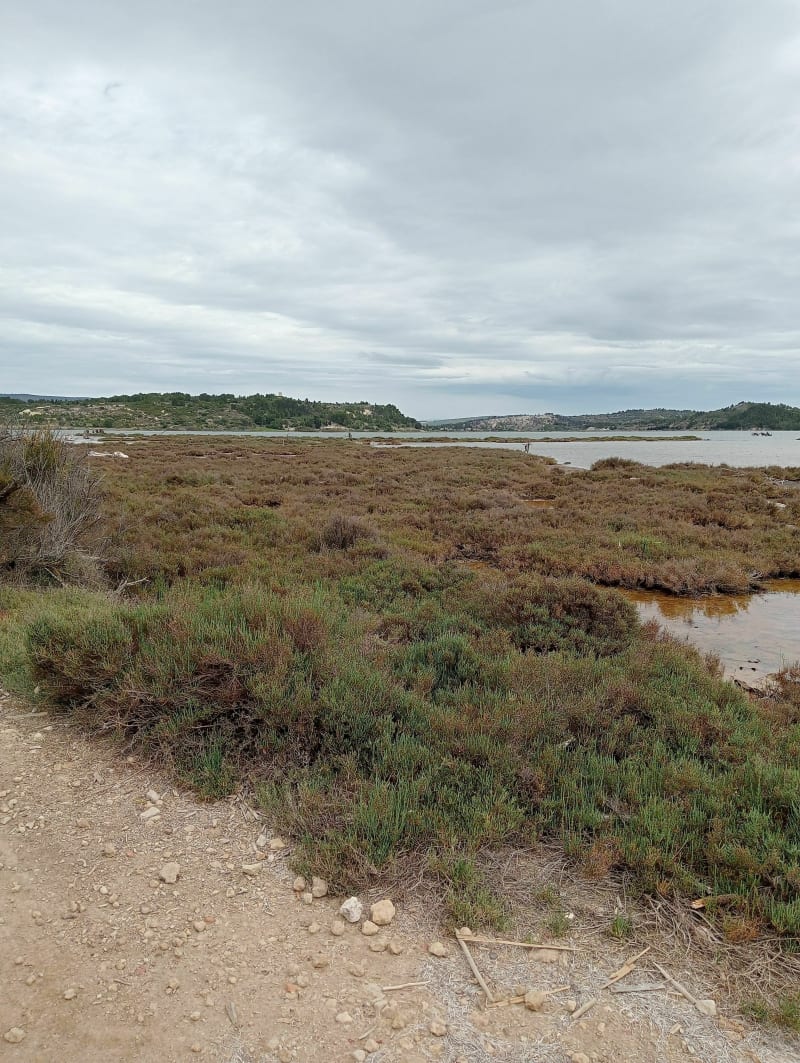 Les girafes par l'étangs de Bages - Peyriac-de-Mer