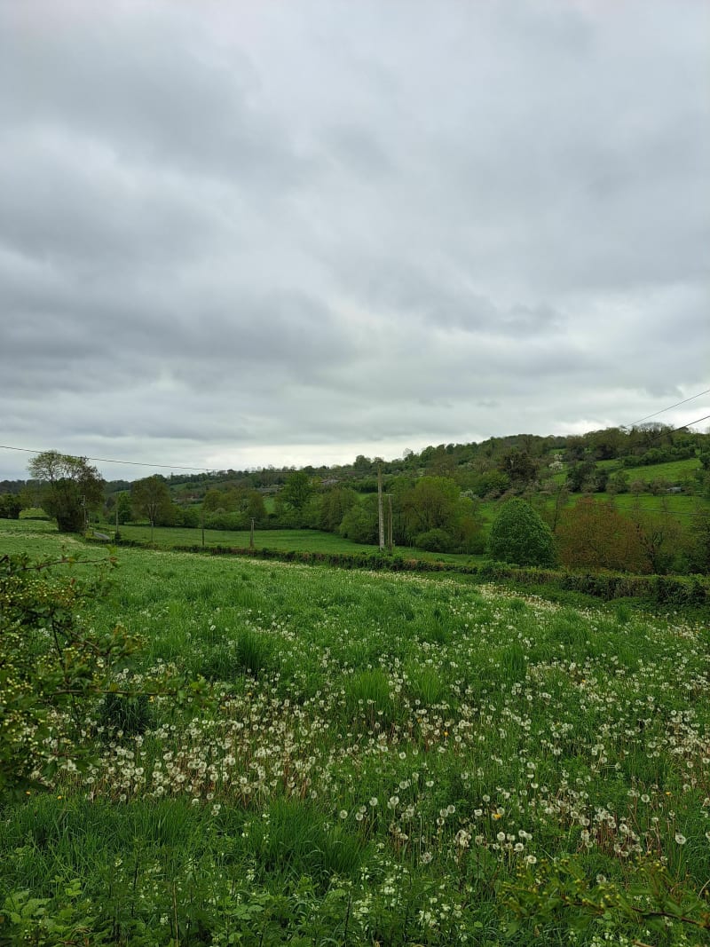 Ballade entre forêt et sentiers autour de Cambremer - Cambremer