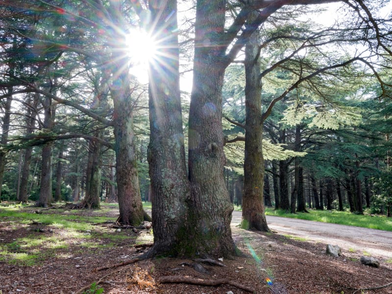 Boucle découverte de la Forêt des Cèdres - Bonnieux