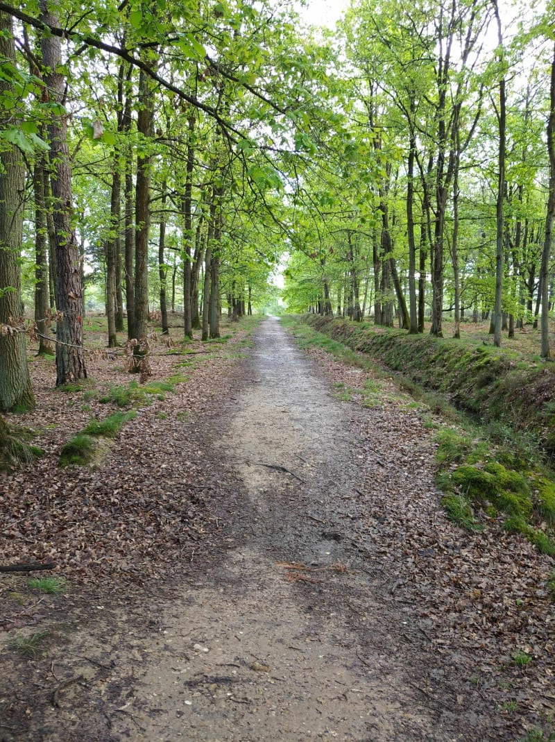 Petite balade en forêt de Sénart - Montgeron