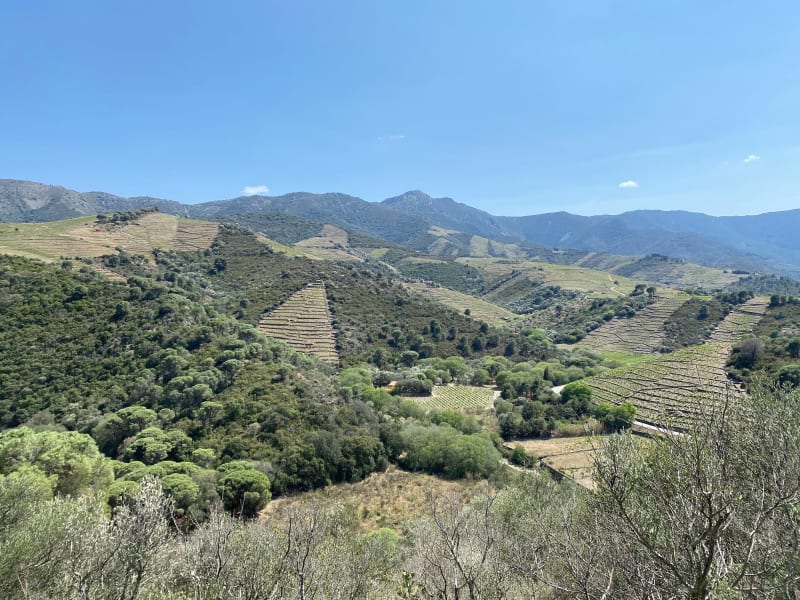 Randonnée Le Cami d’Anicet - Banyuls-sur-Mer