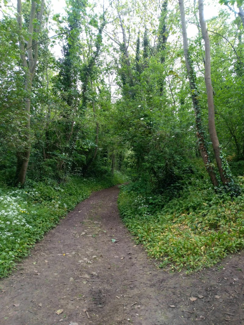 Le bois des rues - Bernières-sur-Mer