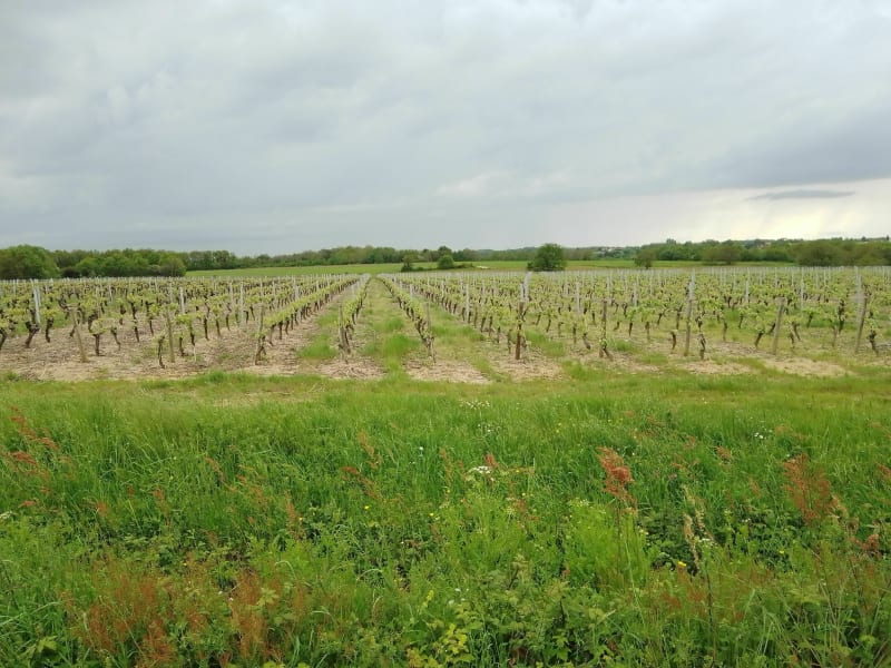 Balade le long de La Logne - Corcoué-sur-Logne