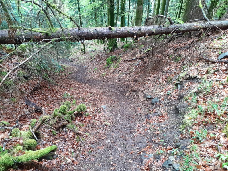 VTT le Mont Thones piste noire - Thônes