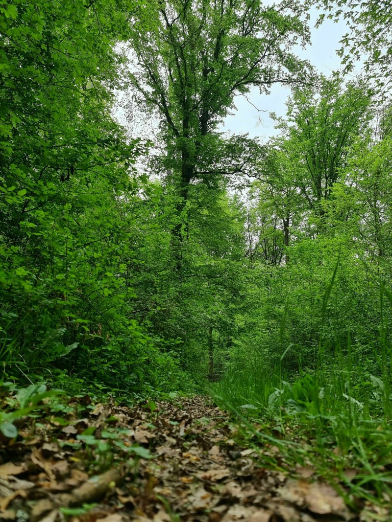 Boucle dans la forêt de Coume - Coume