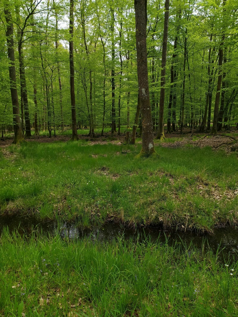 Balade en forêt au gros chêne - Haguenau