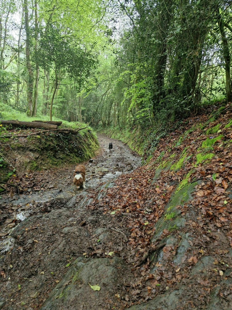 Marche à Saint-Léonard-des-Bois - Saint-Léonard-des-Bois