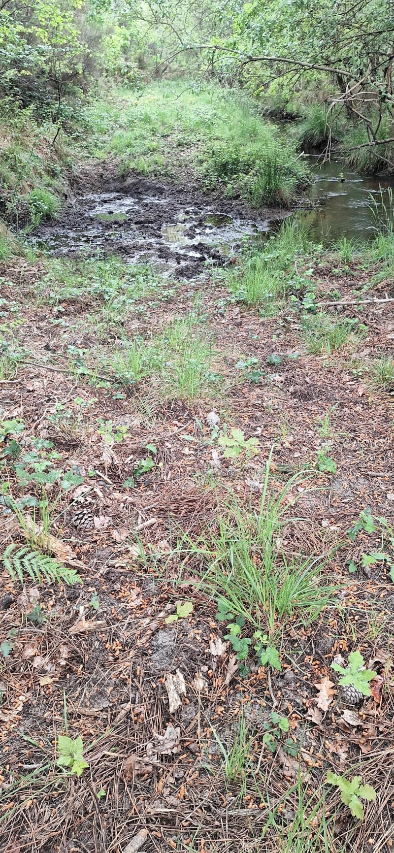 Balade en forêt sur chemin de sable par Lizan - Hourtin