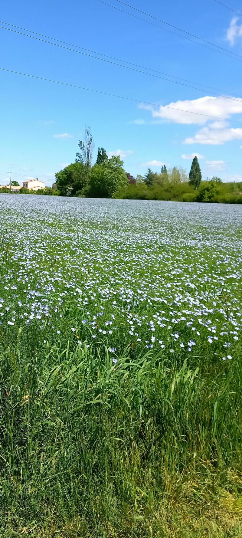 Calme, sérénité et fraîcheur à Saint-Benoît - Poitiers