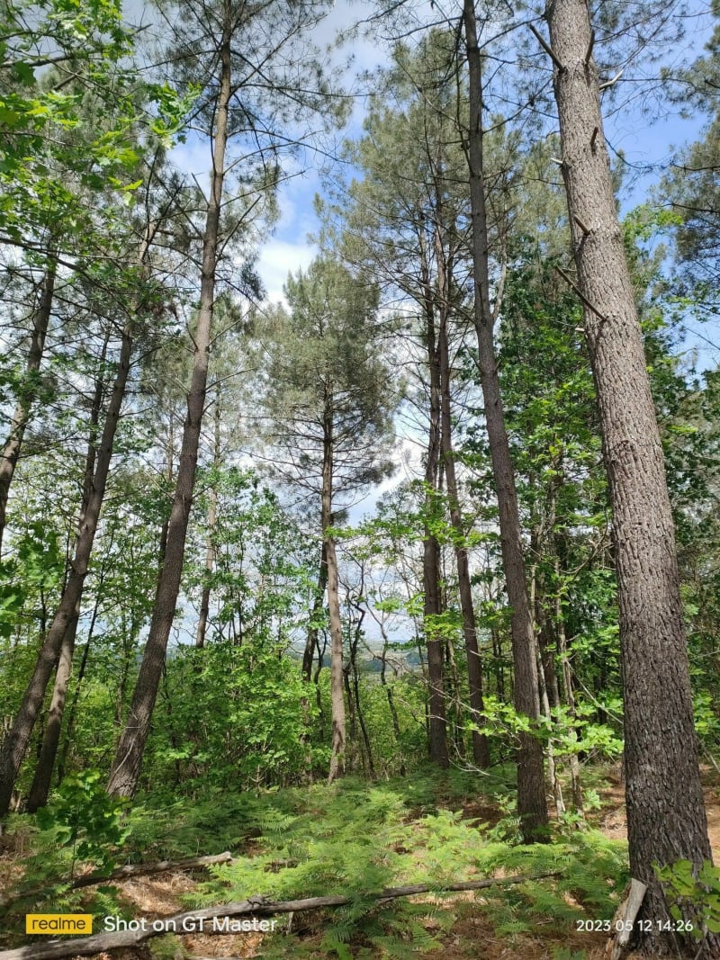 Belle balade dans la forêt de : "Les Bois d'Anjou" - Les Bois d'Anjou