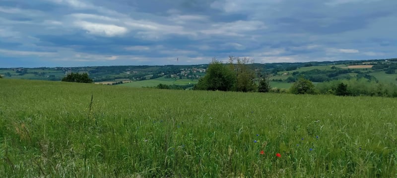 Balade familiale sur la colline de Revel - Revel-Tourdan