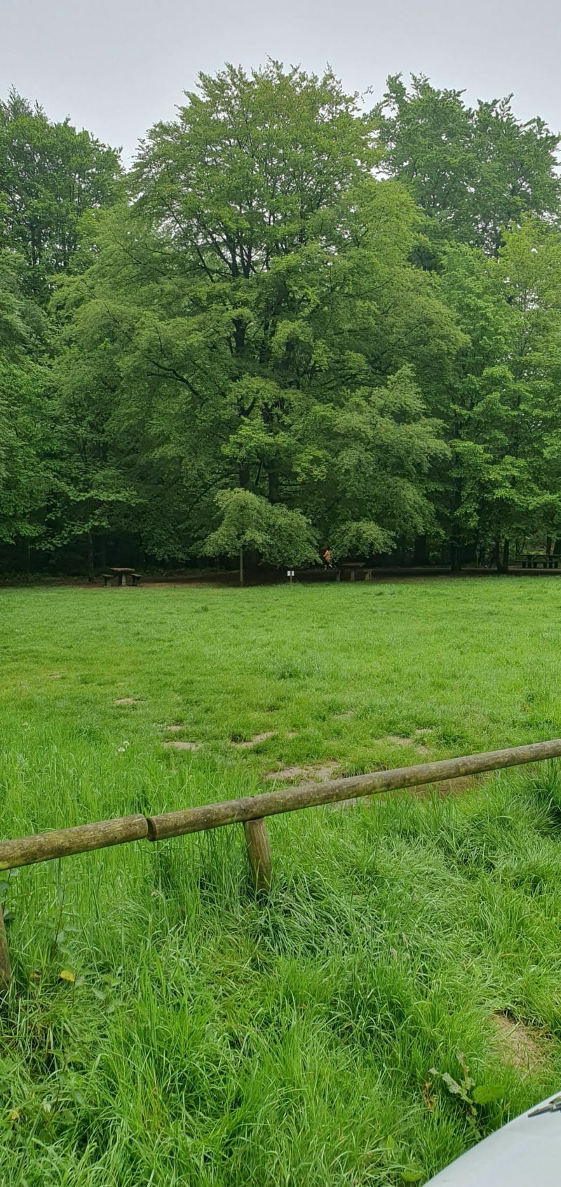 Balade en forêt domaniale Verte - Bois-Guillaume