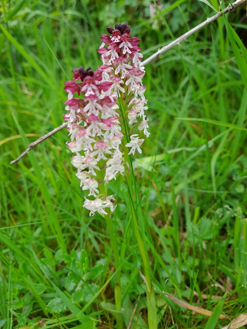 A la recherche des orchidées à Pelouse de Folle - Bucey-lès-Gy