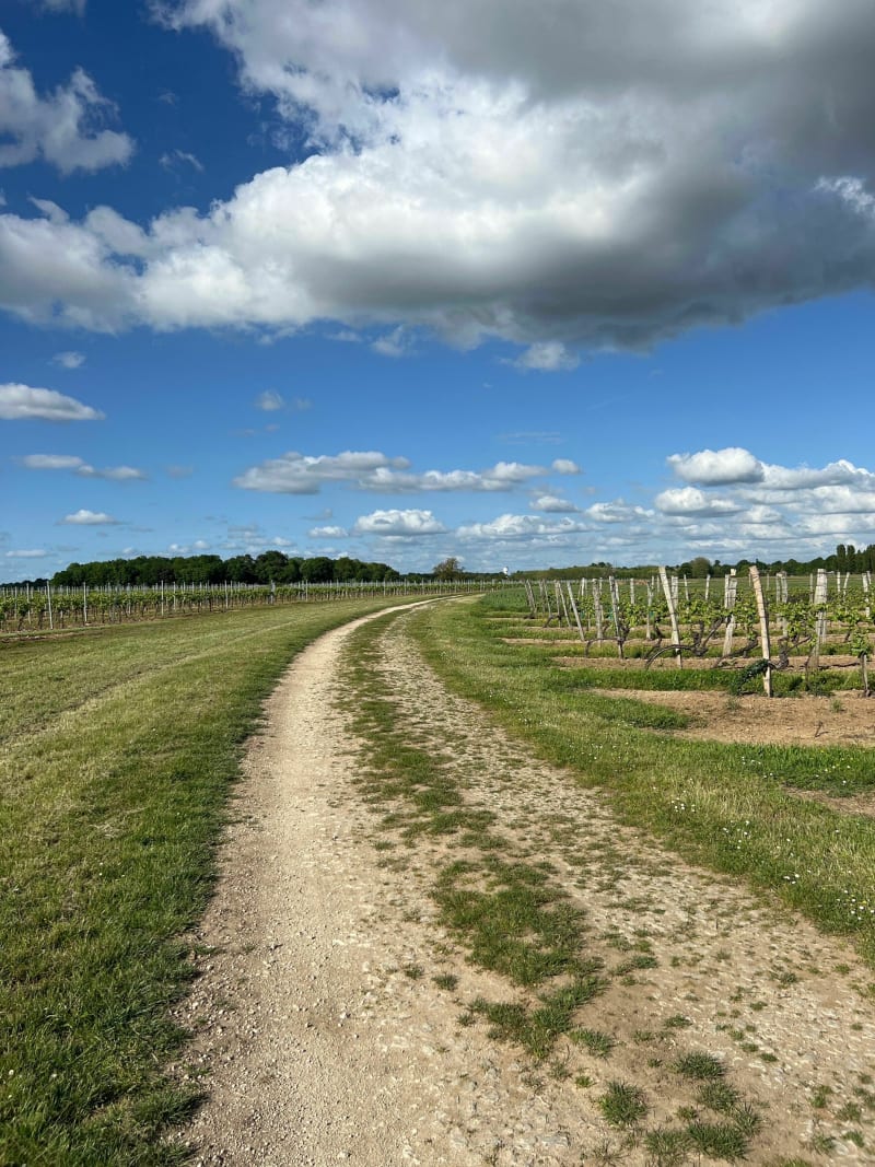 Balade en VTT entre bois de la Bonne et vignes - Retaud