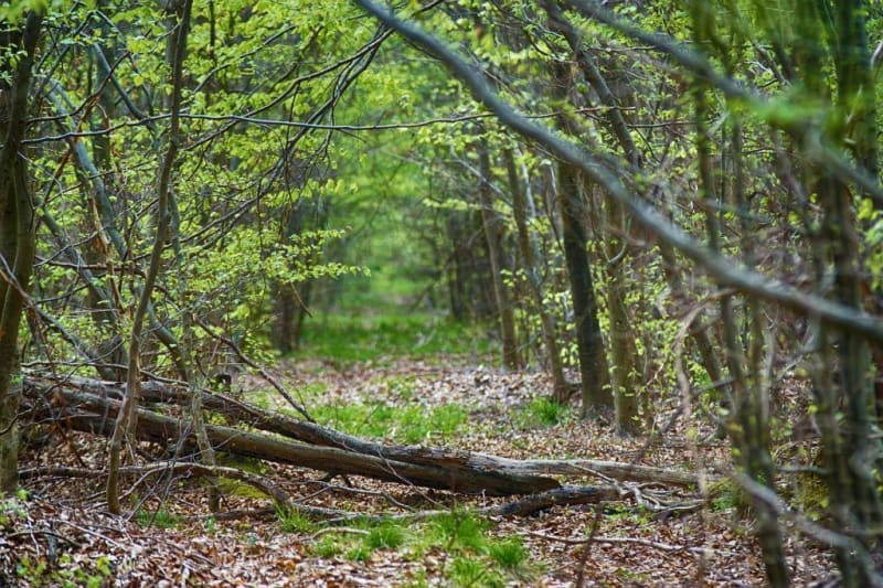 VTT dans les bois d'Is-sur-Tille - Is-sur-Tille