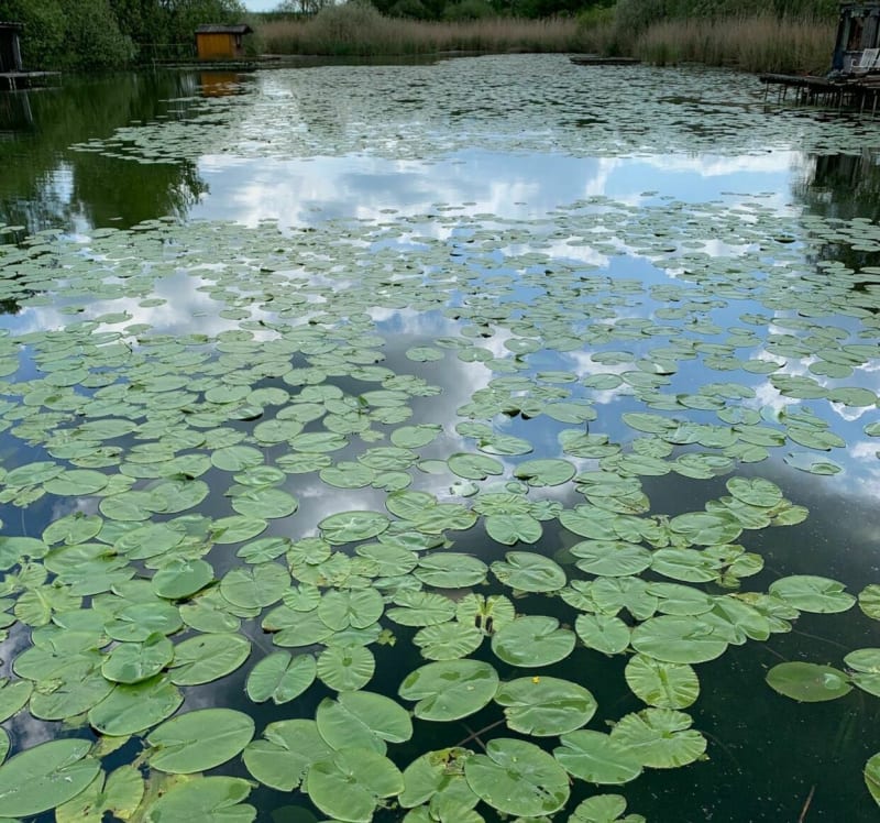 Étang du Welschhof à Puttelange-aux-Lacs - Puttelange-aux-Lacs
