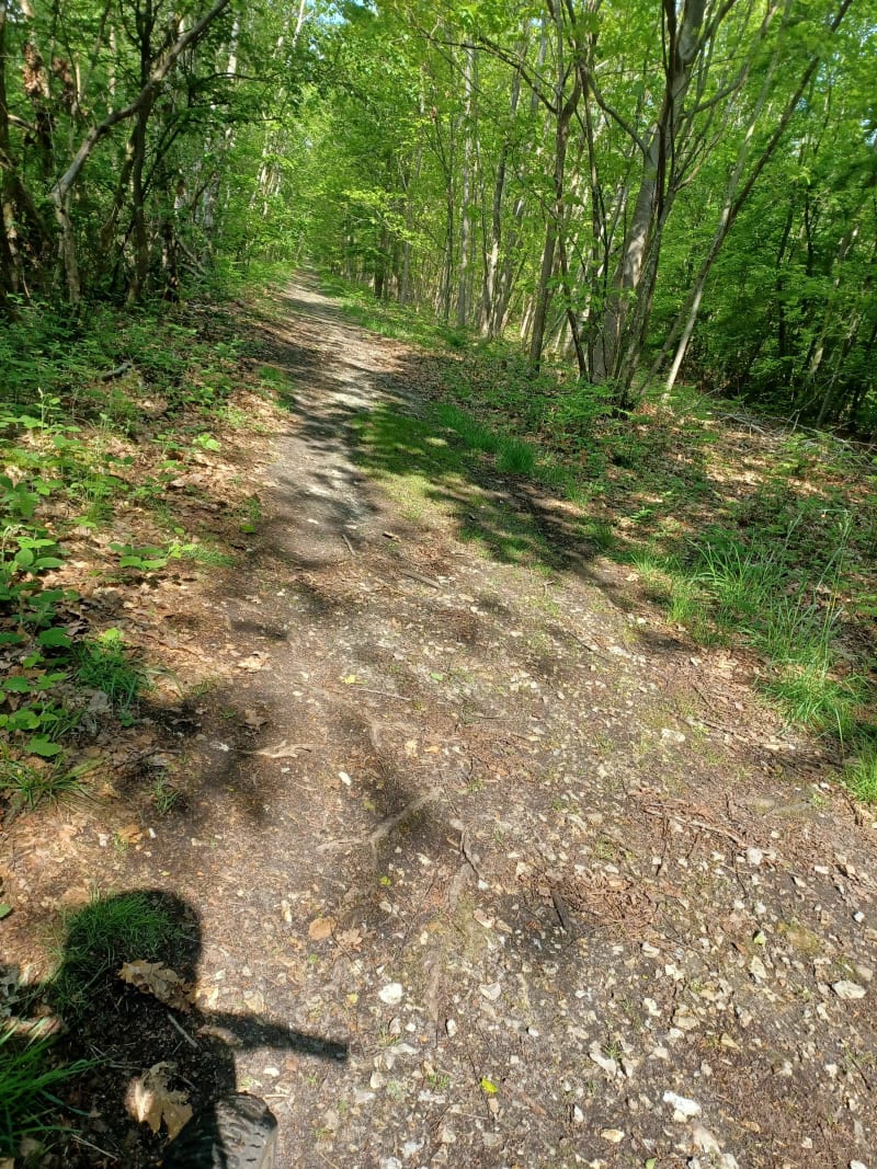 Sortie VTT en forêt de Madrillet - Saint-Étienne-du-Rouvray