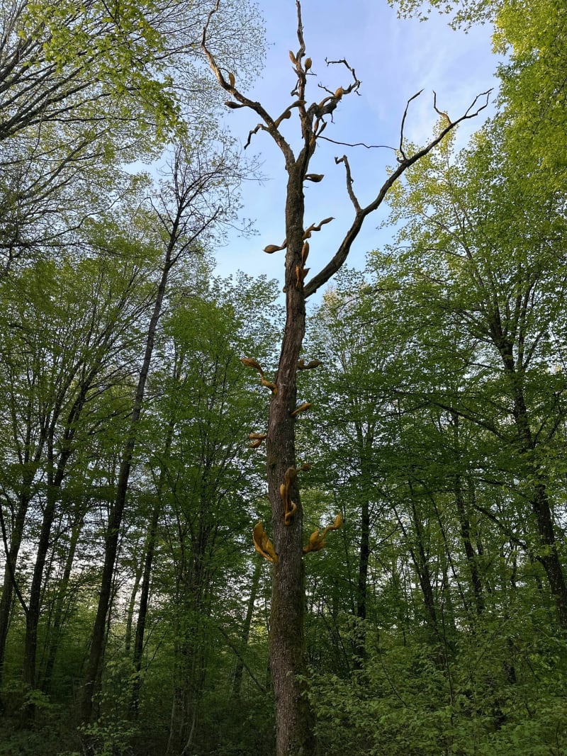 En terre du "Vent des Forêts" - Nicey-sur-Aire