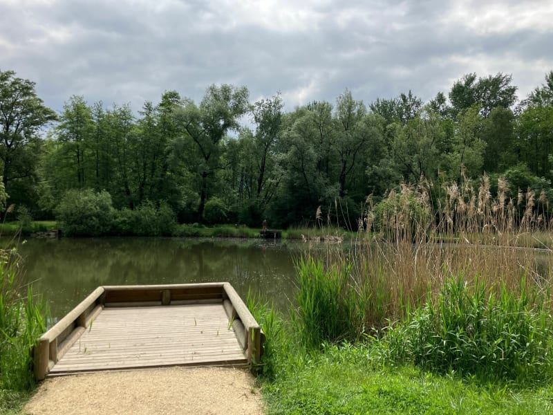 Les grenouilles du Marais de Montfort depuis le Versoud - Le Versoud