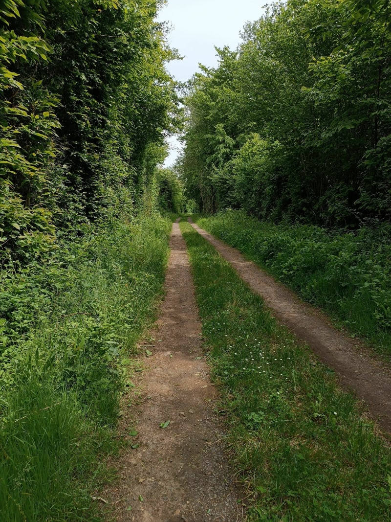 Par le Bois de la Liche et Chaume du Puits - Valence-en-Poitou