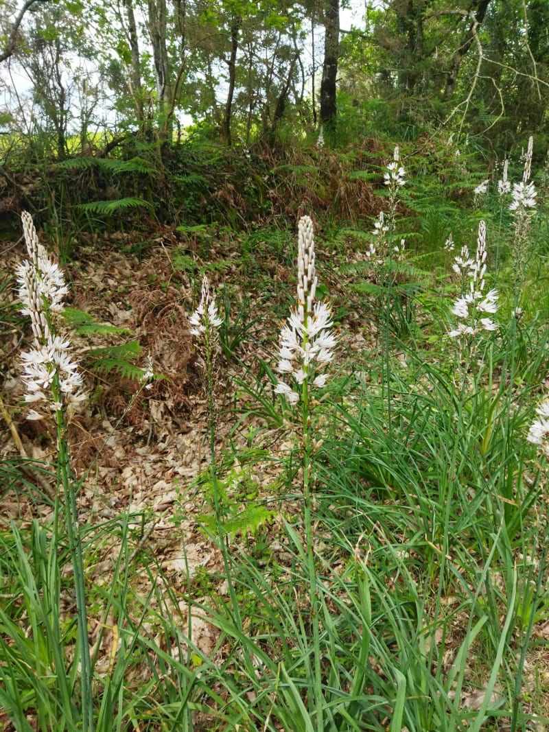 Entre routes et chemins à travers les forêt, par l'Hermain et Caranné - Le Cours