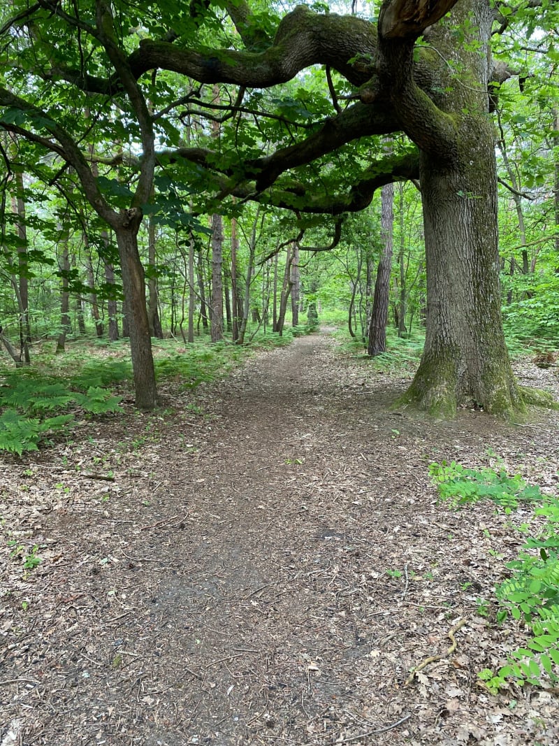 Parcours dans le bois de Verneuil - Les Mureaux
