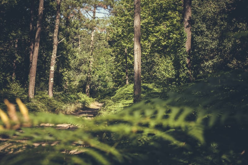 Marche ensoleillée à Saint-Mars, par le Bois Vaugautier - Saint-Mars-d'Outillé