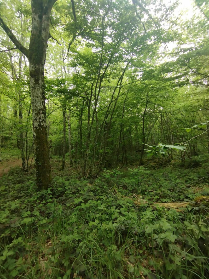 Balade champêtre par le Mont Tournier - Saint-Genix-les-Villages