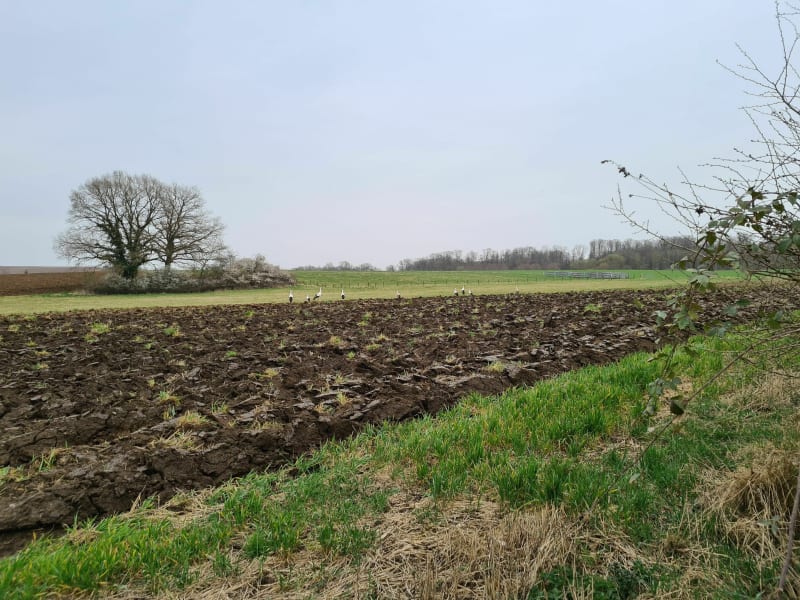 Balade autour de Longeville-lès-Saint-Avold - Longeville-lès-Saint-Avold