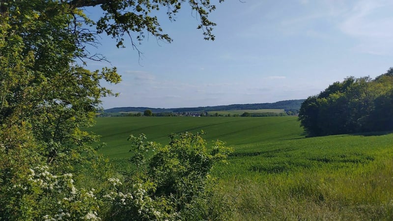 Petite marche dans la forêt d'Hestroff - Hestroff