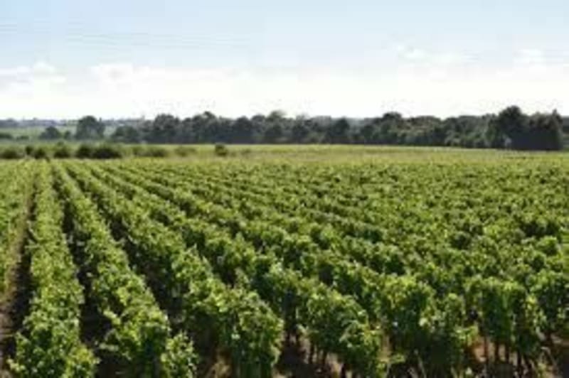 Du vignoble Nantais, par la gare du Pallet à VTT - Mouzillon