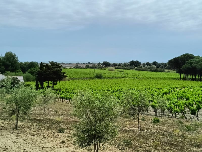 Entre vignes et pinèdes au départ de Gruissan - Gruissan