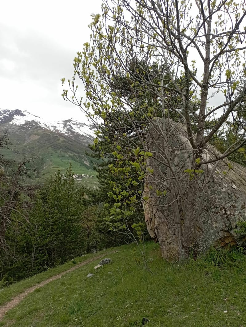 Entre la Casse et le Rocher Pointu - Vallouise-Pelvoux