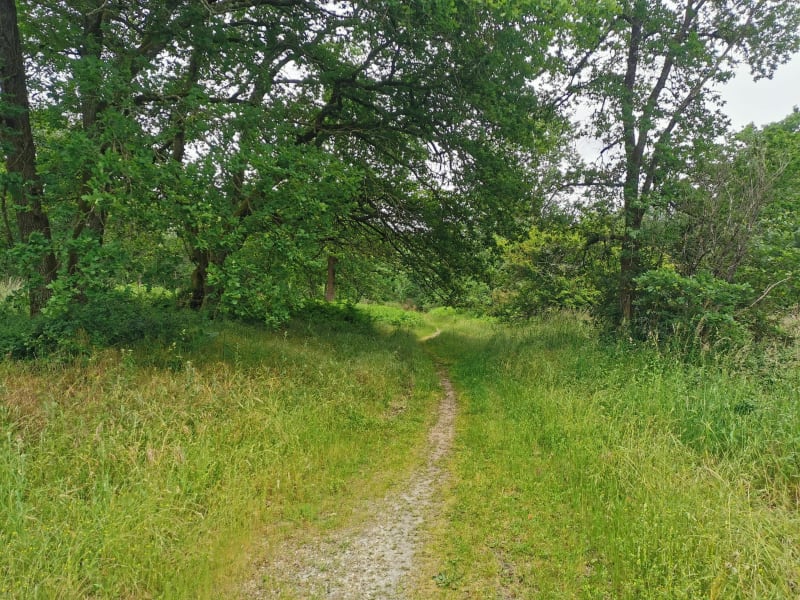 Circuit entre forêt et vignes, au sud de Léognan à VTT - Léognan