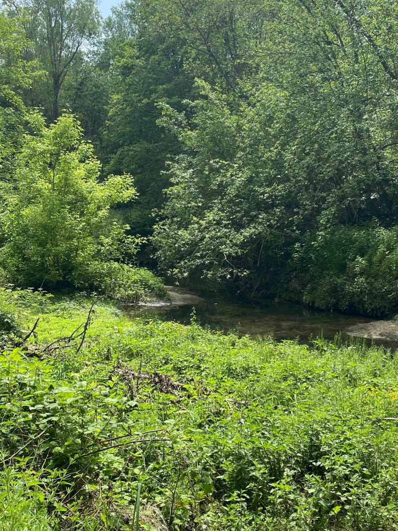 Bois de Maurepas - Maurepas