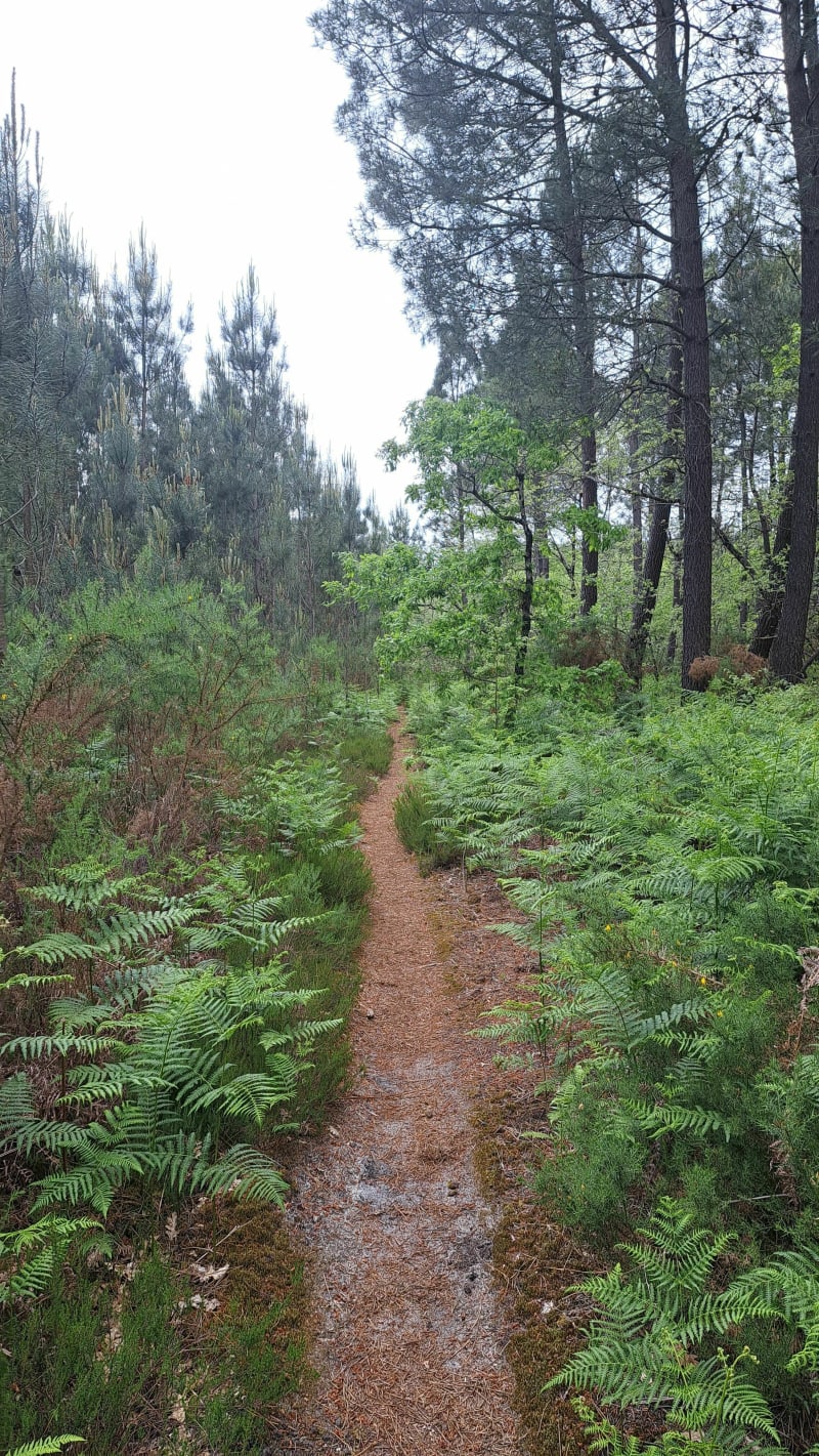 Single track entre Lacanau-de-Mios et Marcheprime - Mios