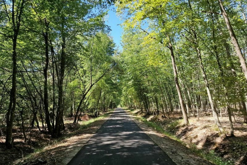 Balade en forêt d'Uberach - Val-de-Moder